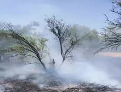 15 d�n�m Zeytin bah�esi yand�